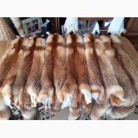 Продам шкуры лисы выделаные