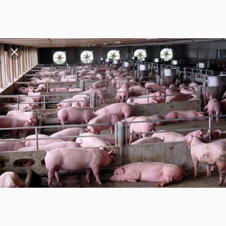 Куплю свиней свиноматок по всій Україні