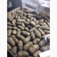 Продам картофель Королева Анна