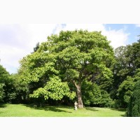 Семена Павловния войлочная (Адамово дерево) 20грн-400шт