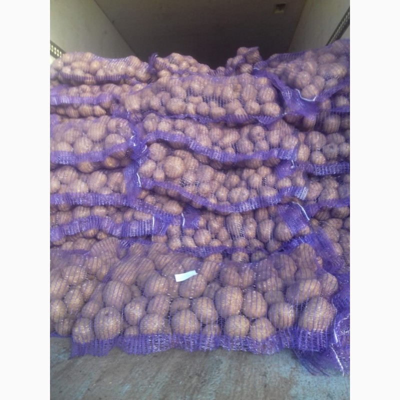 Фото 3. Продам крупный картофель, сортов Лабелла, Ред Скарлет, Королева Анна, Беллароза и другие