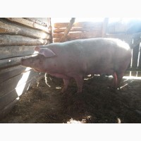 Продам домашню свиню