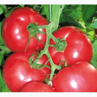 Купить Удобрения и семена овощей 2020, || Агро центр BSProduct Железный Порт