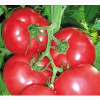 Купить Удобрения и семена овощей 2020, || Агро центр BSProduct Железный Порт