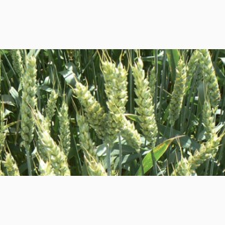 Озима Пшениця Мескаль Лімагрейн 1 репродукція