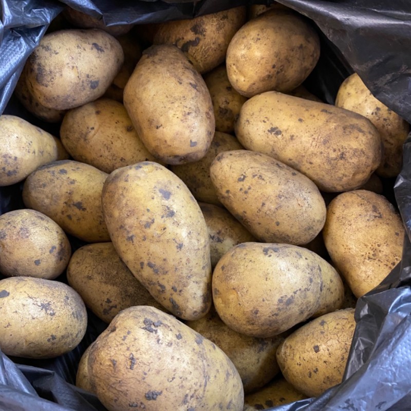 Сорт картофеля королева анна описание фото