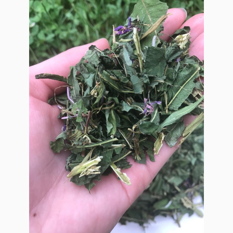 Фото 2. Іван-чай, иван -чай, листья иван чая