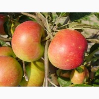 Яблуня осіння Оранж Ріва