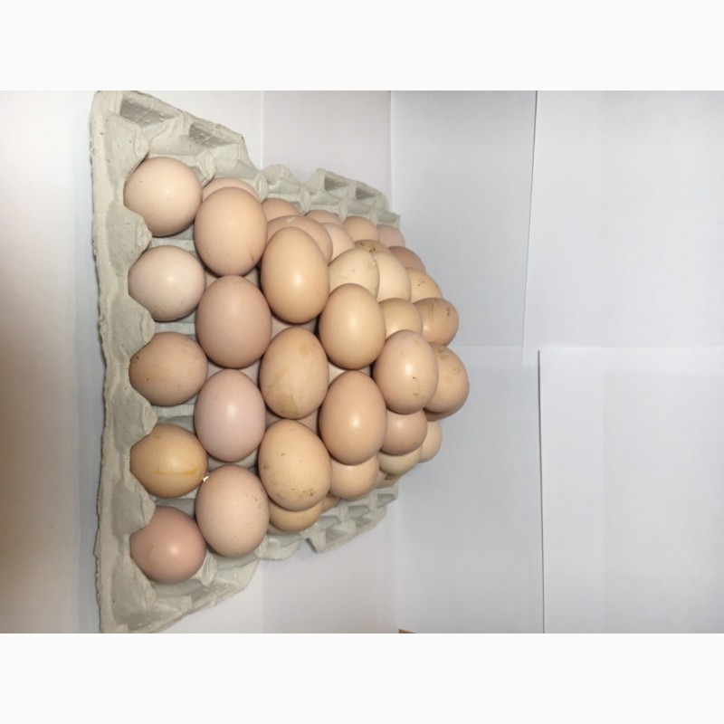 Продам Куриное Инкубационное Яйцо