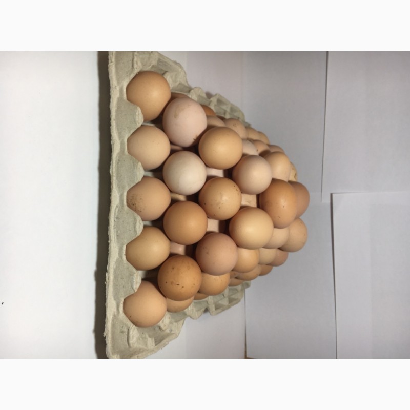 Фото 2. Продам Куриное Инкубационное Яйцо