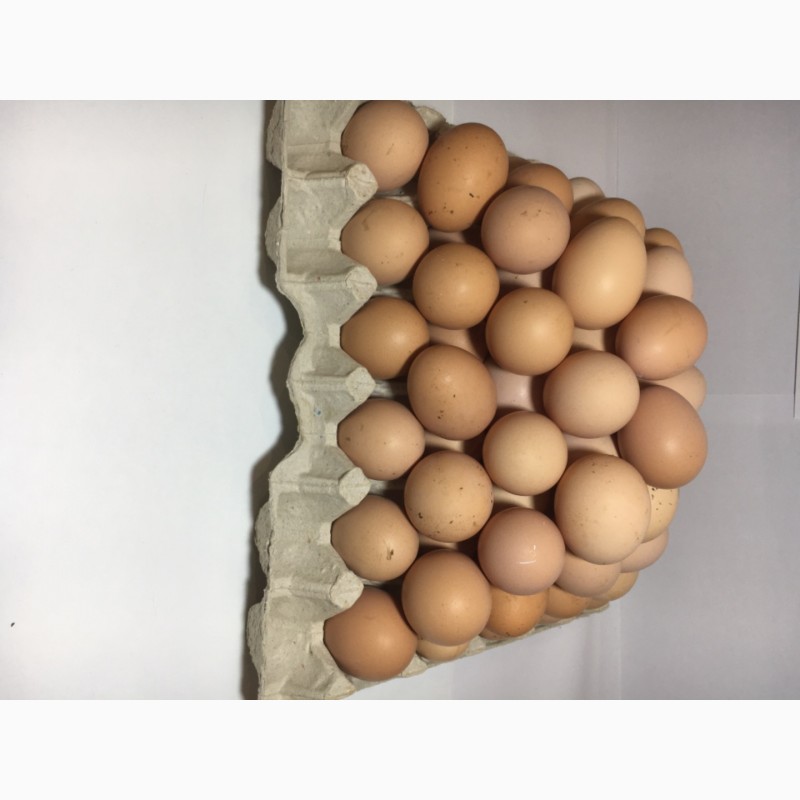 Фото 3. Продам Куриное Инкубационное Яйцо