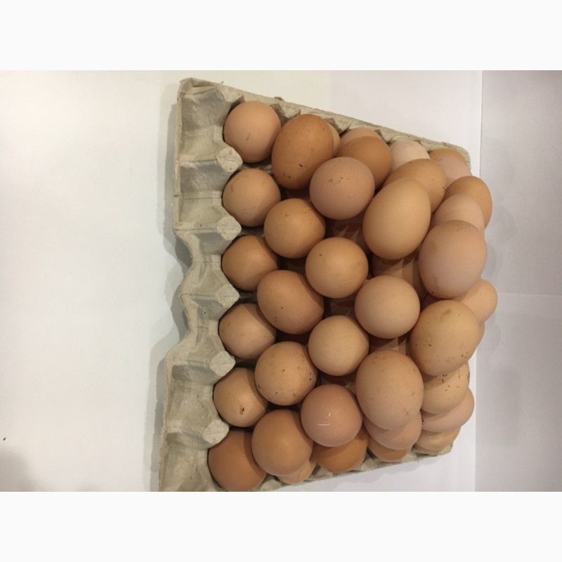 Фото 4. Продам Куриное Инкубационное Яйцо