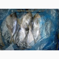 Масляная рыба 300-500. Пампанито с головой
