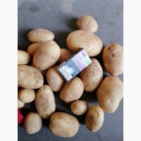 Продам молодой картофель 2021
