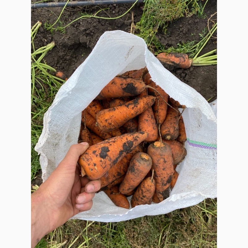 Фото 2. Продам моркву та цибулю від поставщика від 10 тонн