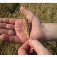 Пшеница озима тверда Блискучий (С/Еліта)