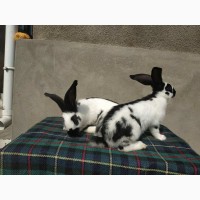 Продам кролів породи Строкач віком 2.5 міс