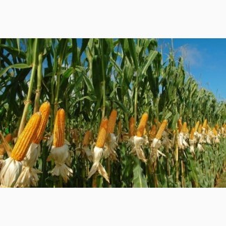 Закупаем кукурузу с поля своими машинами