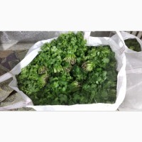Продам зелень Укроп, Петрушка, руккола, шпинат, щавель, базилик, салаты, розмарин, тимьян