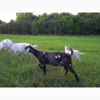 Продам Англо-нубийскую не родственную пару - молодую козу с козлом для племенной работы