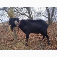 Продам Англо-нубийскую не родственную пару - молодую козу с козлом для племенной работы
