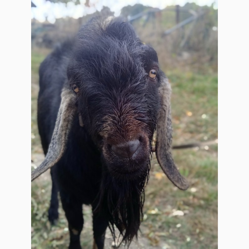 Фото 4. Продам Англо-нубийскую не родственную пару - молодую козу с козлом для племенной работы