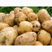 Продам насінневу картоплю сорт Санте
