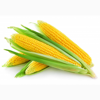 Куплю кукурузу