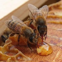 Продам бджоли (сім#039;ї, пакети)