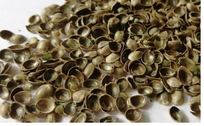 Фото 2. Продам Мульчу із лузги насіння конопель