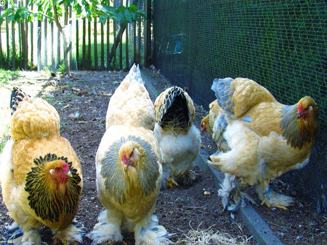 Фото 2. Інкубаційне яйце, курчата, Брама темна, колумбійське золото, ізабелла