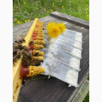 Бджоломатки. Українська степова порода. Племінні