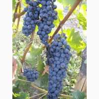 Продам технічний виноград червоного сорту Рубін Голодриги виробник