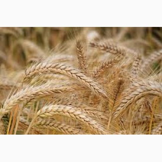 Закупаем Прлблемную пшеницу с поля