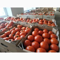 Продам тепличний помідор червоний, в об#039;ємах 5-8 тонн на тиждень