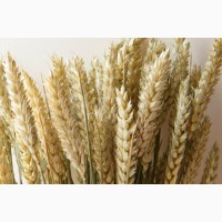 Насіння озимої пшениці сорту Гомер еліта