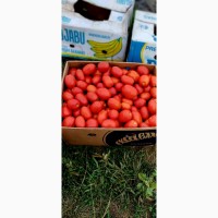 Продам польовий помідор