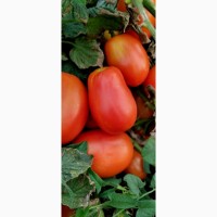 Продам польовий помідор