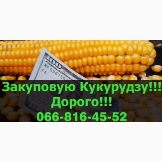 На постійній основі закуповую Кукурудзу за привабливими цінами