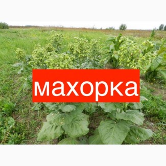 Тютюн махорка