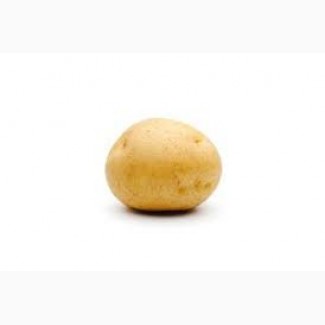 Продам картофелю сорту Опал оптом від 10 тон, з Пдв