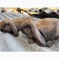 Кролі кролики