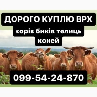Купляємо корів бичків телиць на мʼясо