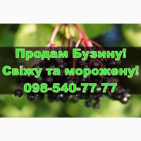 Продам ягоду бузини свіжу та морожену, за договірною ціною