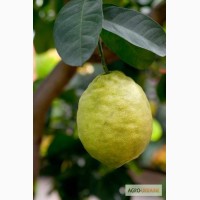 Лимонное дерево 2-ух летнее