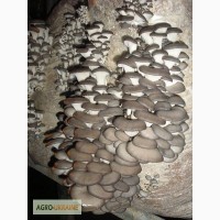 Продам грибы вешенки оптом 18грн