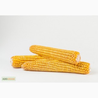 Посевная кукуруза Пивиха