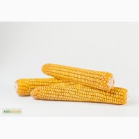 Посевная кукуруза Пивиха