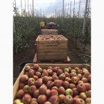 Продаж яблук елітних сортів урожаю 2016 року