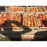 Продаж яблук елітних сортів урожаю 2016 року